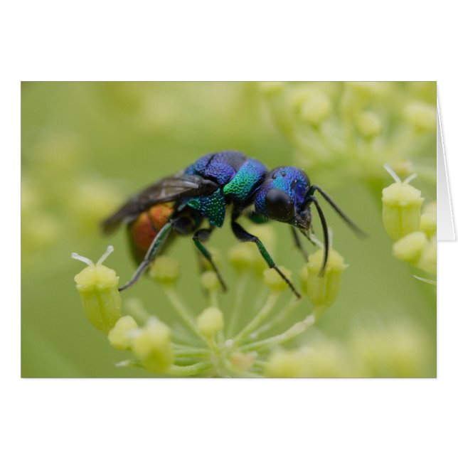 Chrysis austriaca (Vorderseite (Horizontal))