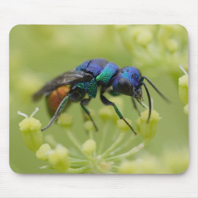 Chrysis austriaca mousepad (Vorne)