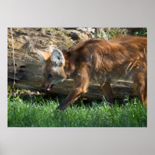 Chrysocyon brachyurus poster