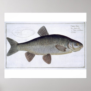 Chub (Cyprinus Jeses) Platte VI von "Ichthyologie" Poster