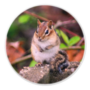 Chubby Chipmunk Wildlife Keramikknauf