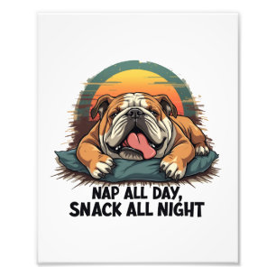 Chubby English Bulldog Nickerchen und Snack Fotodruck