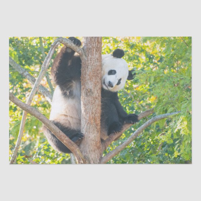 Chubby Giant Panda in einem Baumgeflecht Seidenpapier (Vorderseite)