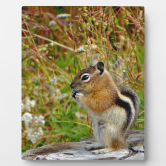 Chubby niedlich Chipmack auf Holzstumpf Fotoplatte