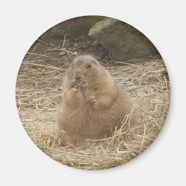 Chubby Prairie Dog Magnet (Vorne)