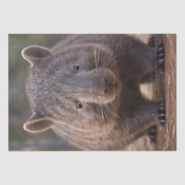 Chubby The Australian Wombat, Seidenpapier (Vorderseite)