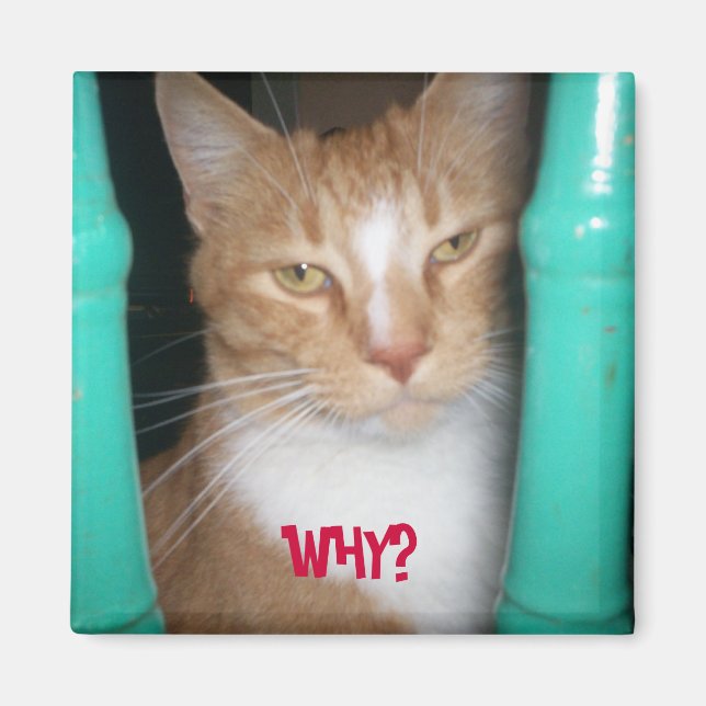 ChubbyCubby frage ... WARUM? Magnet (Vorne)