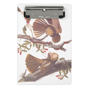 Chuck Will's Widow Nightjar mit Korallenschlange Mini Klemmbrett