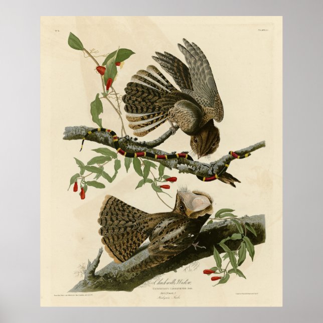 Chuck-will's Witw - Audubons Vögel in Amerika Poster (Vorne)