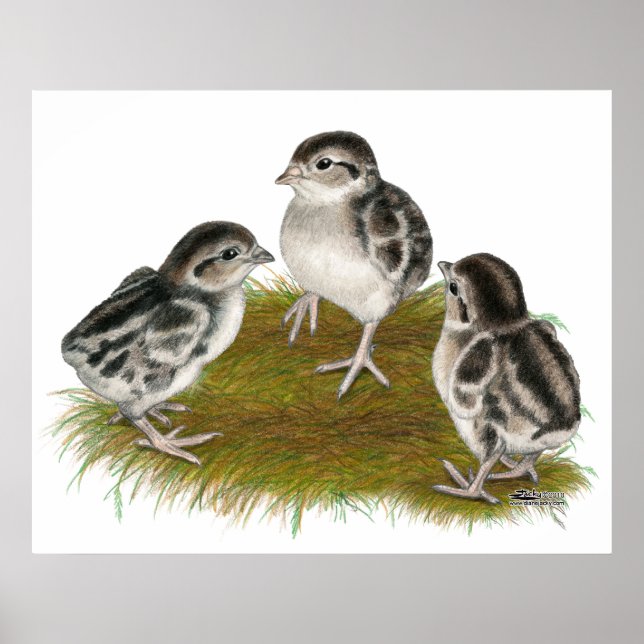 Chukar Partridge Chicks Poster (Vorne)