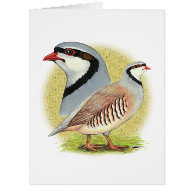 Chukar Partridge Combo (Vorderseite)