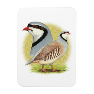 Chukar Partridge Combo Magnet