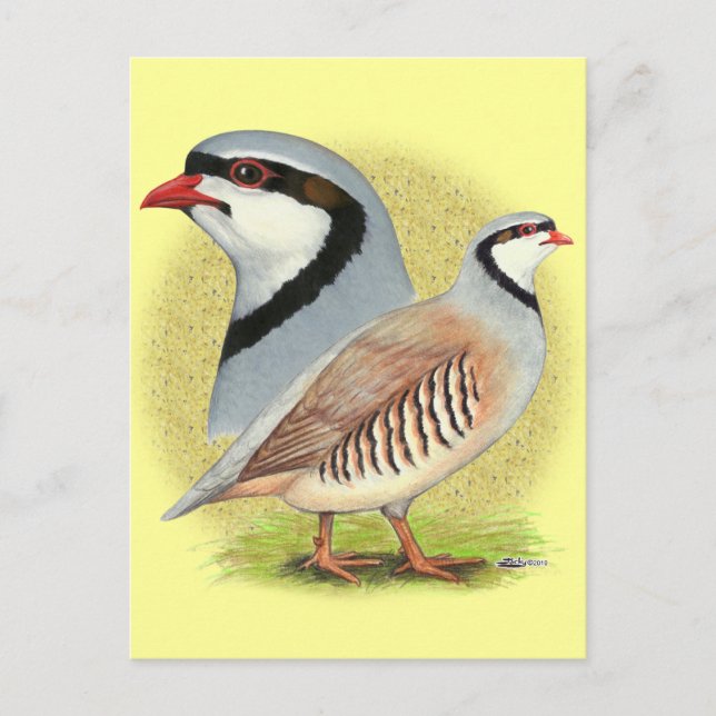 Chukar Partridge Combo Postkarte (Vorderseite)