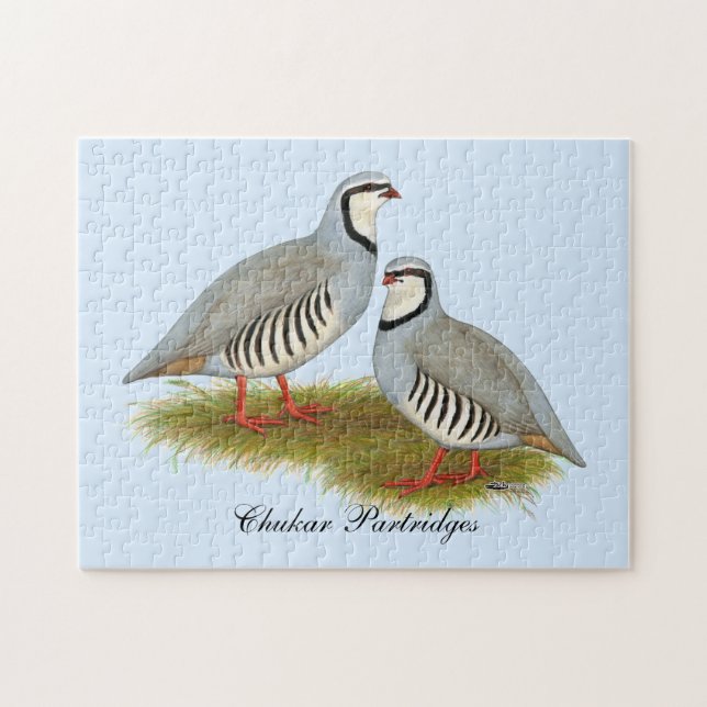 Chukar Partridge Pair (Horizontal)