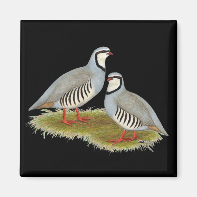 Chukar Partridge Pair Magnet (Vorne)