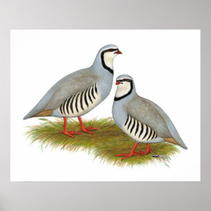 Chukar Partridge Pair Poster