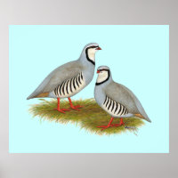 Chukar Partridge Pair