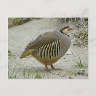 Chukar Partridge Postkarte