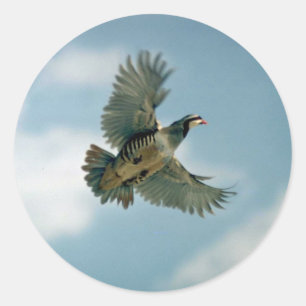 Chukar Rebhuhn im Flug Runder Aufkleber
