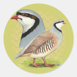Chukar Rebhuhn kombiniert Runder Aufkleber