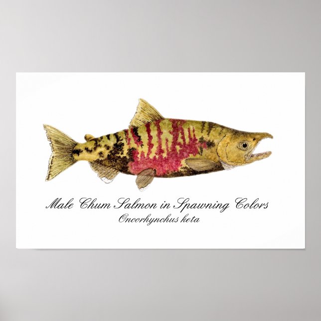 Chum Salmon Poster (Vorne)