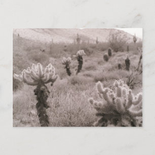 Chumping Cholla Cactus Desert B&W Photo Cartes pos