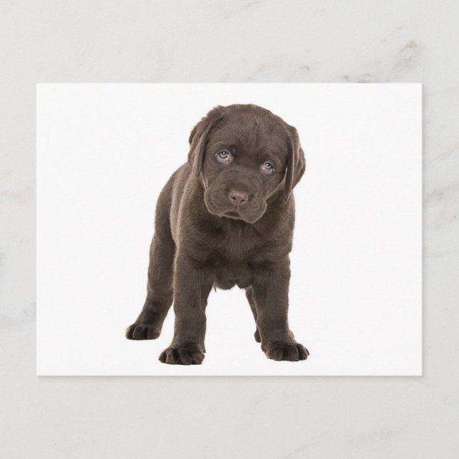 Chunky Chocolate Labrador Puppy Postkarte (Vorderseite)