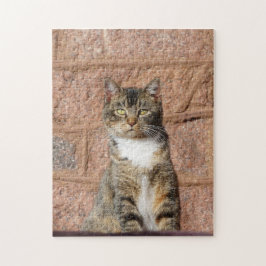 Church Cat