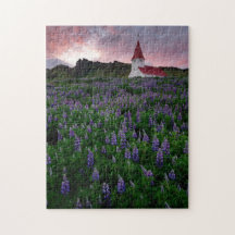 Church in Field of Lupine Wildblumen in Island