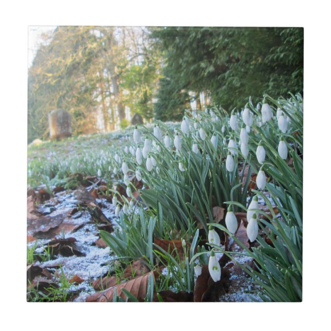Churchyard Snowdrops in Light Snow - Keramik Fliese (Vorderseite)