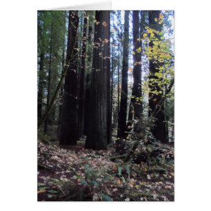 Chute dans les séquoias