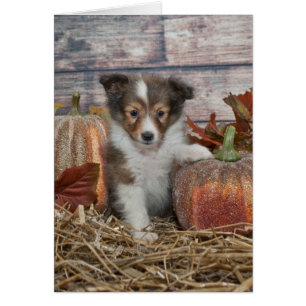 Chute Shelter Puppy