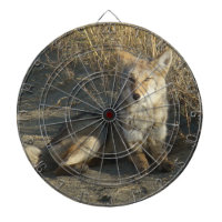 R19 Coyote Couché