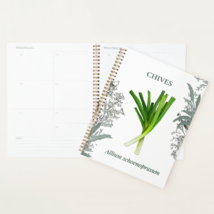 Ciboulette — Allium schoenoprasum