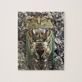 Cicada