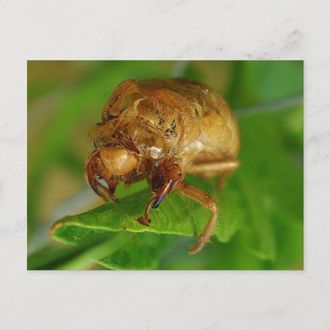 cicada1 postkarte (Vorderseite)