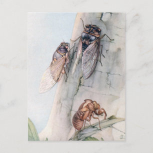 CICADA 2 POSTKARTE