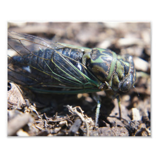 Cicada 8x10 Foto drucken