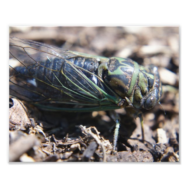 Cicada 8x10 Foto drucken (Vorne)