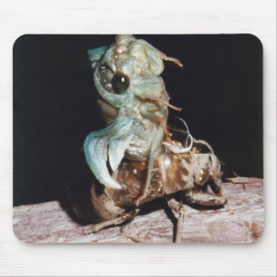 Cicada aus der Muschel Mousepad