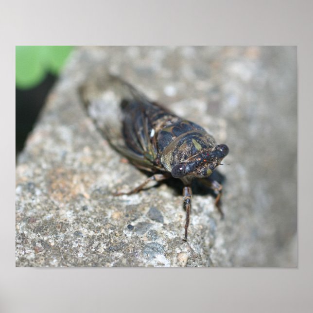 Cicada Bug Up Nah Insekt Poster (Vorne)