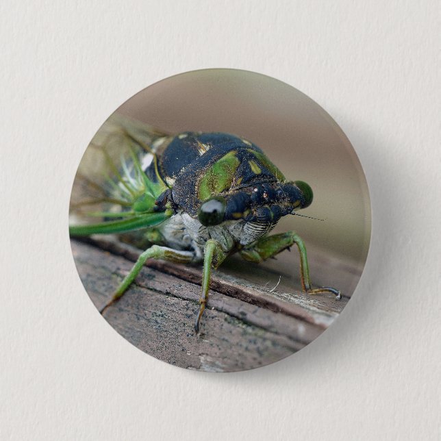 Cicada Button (Vorderseite)