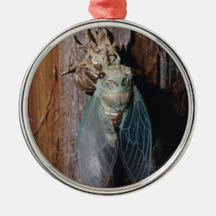 Cicada dries his wings silbernes ornament