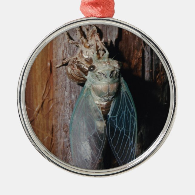 Cicada dries his wings silbernes ornament (Vorne)