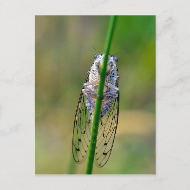 Cicada Feiertagspostkarte (Vorderseite)