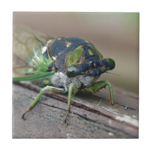 Cicada Fliese