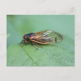 Cicada-Foto Postkarte