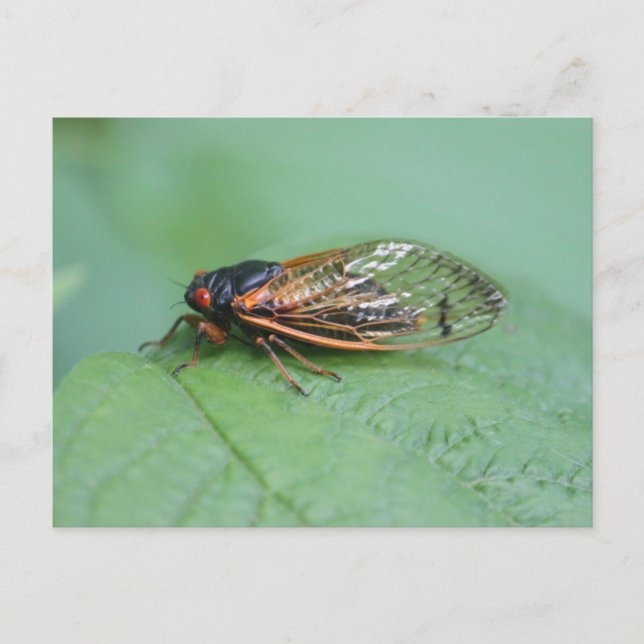 Cicada-Foto Postkarte (Vorderseite)