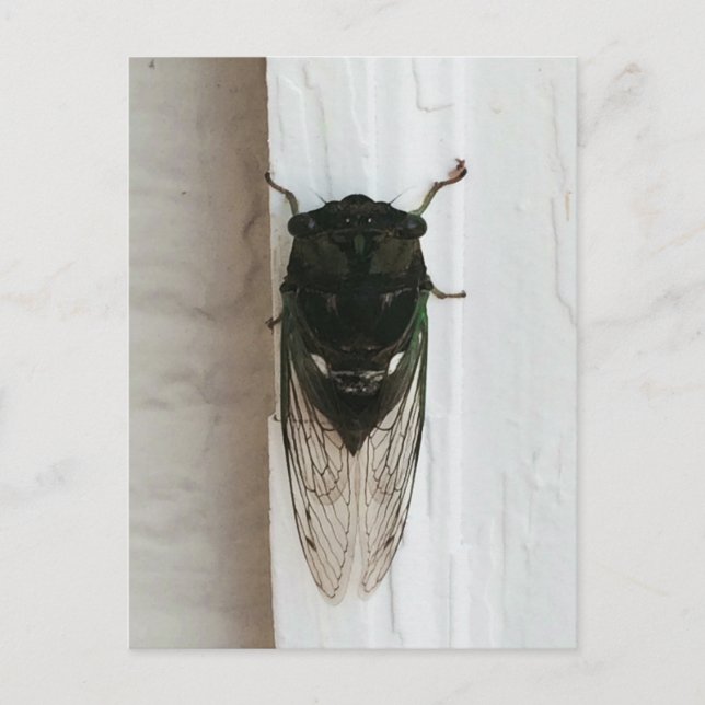 Cicada-Foto Postkarte (Vorderseite)