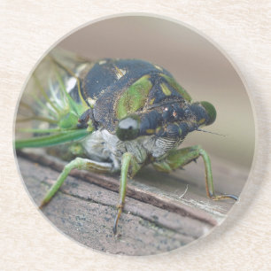 Cicada Getränkeuntersetzer